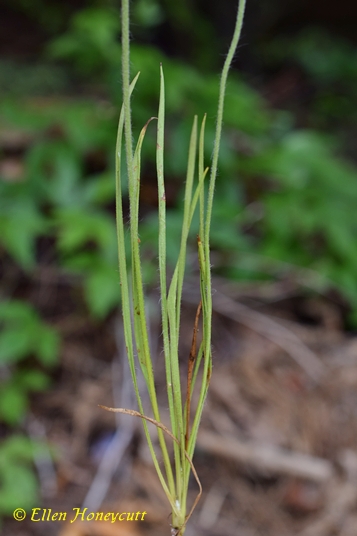 {Plantago aristata}